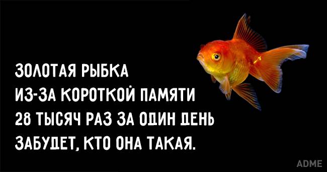 У рыбки память 3 месяца. какая память у рыбки