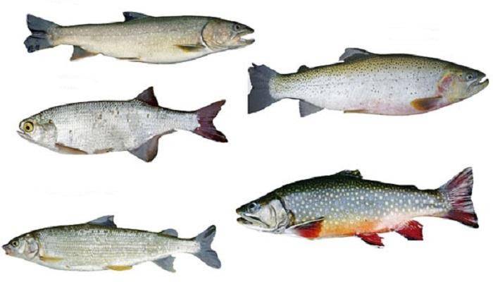 Где водится форель озерная, ручьевая, радужная, особенности рыбалки на разные виды форели