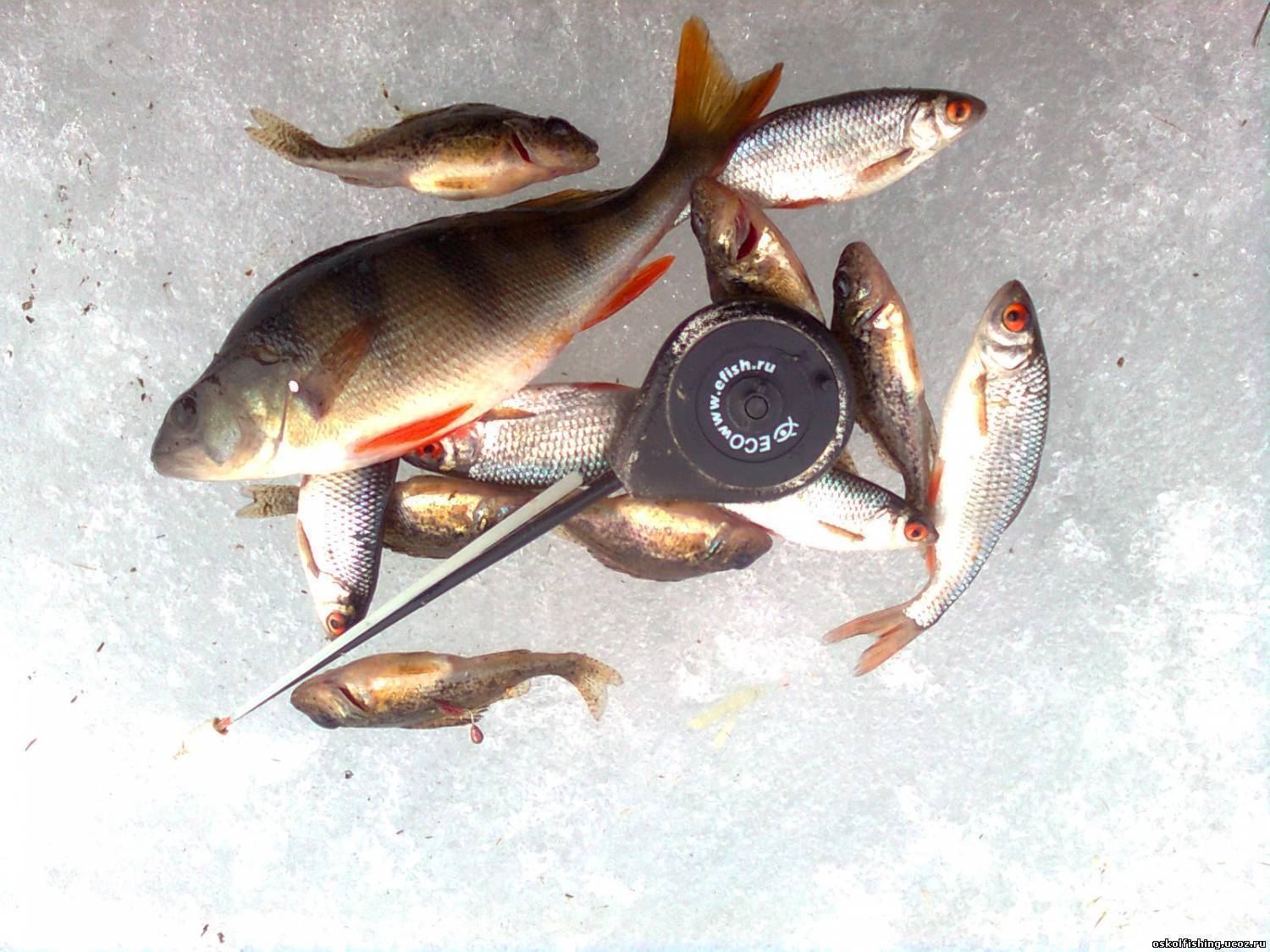 Пескарь: рыба на что клюет, как поймать и кто такой, описание