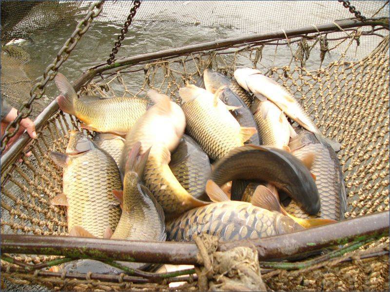 Рыбалка на озернинском водохранилище: какая рыба водится, как добраться