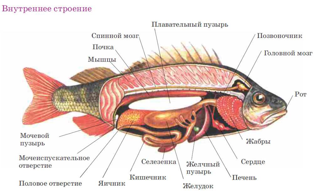 Вскрытый речной окунь рисунок с подписями