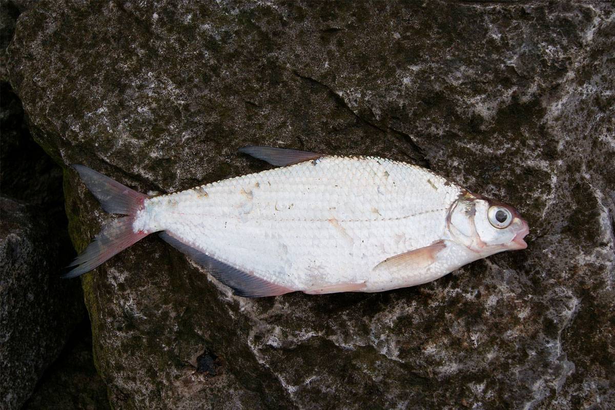 Рыба сопа | клепец, белоглазка из семейства карповых