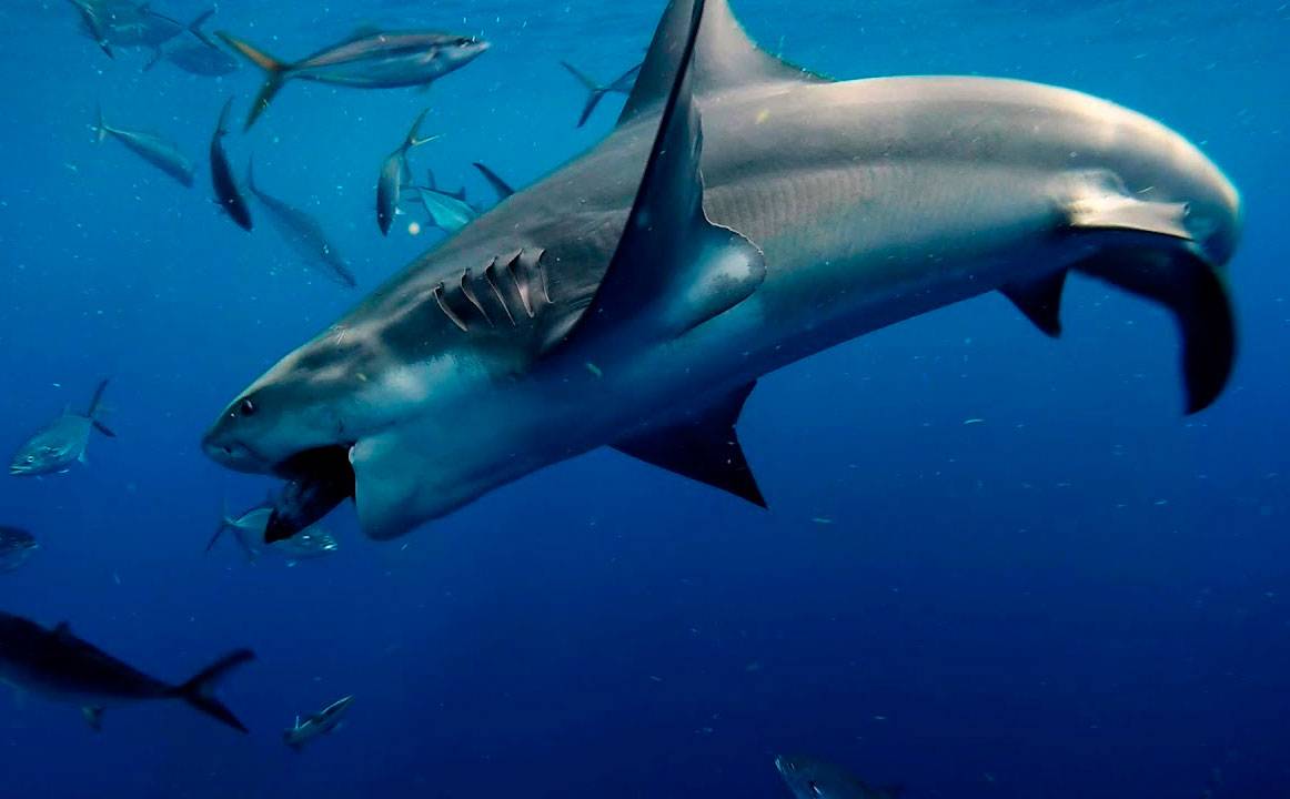 Рифовая акула: входит в десятку самых опасных акул океана