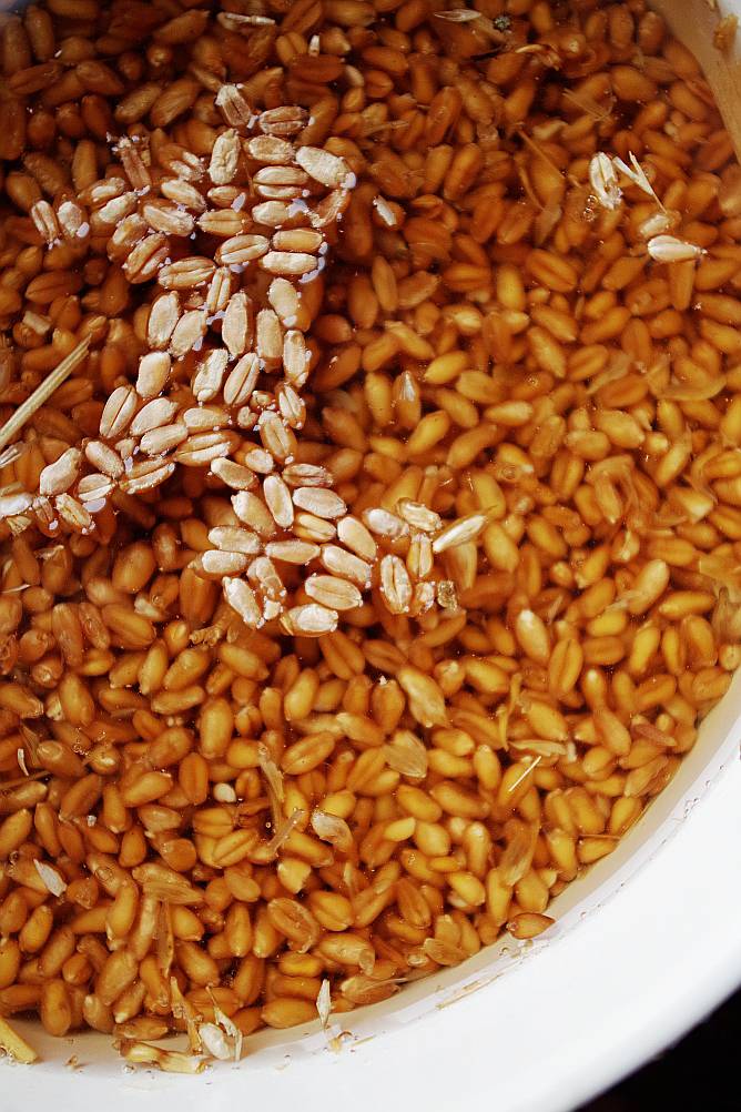 Как запарить пшеницу для рыбалки в термосе и без - основные рецепты и секреты