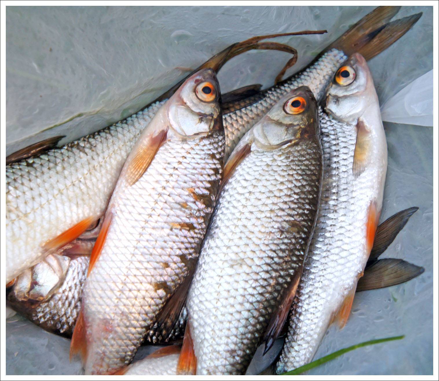 Рыба чебак: описание вида с фото, отличие от плотвы