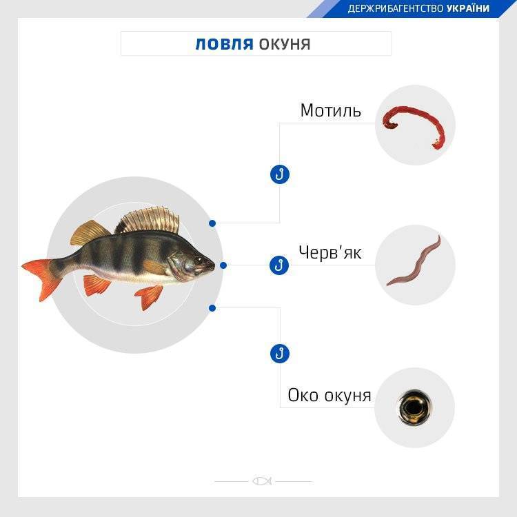 Какую рыбу ловят в мае и в каких случаях рыбалка запрещена