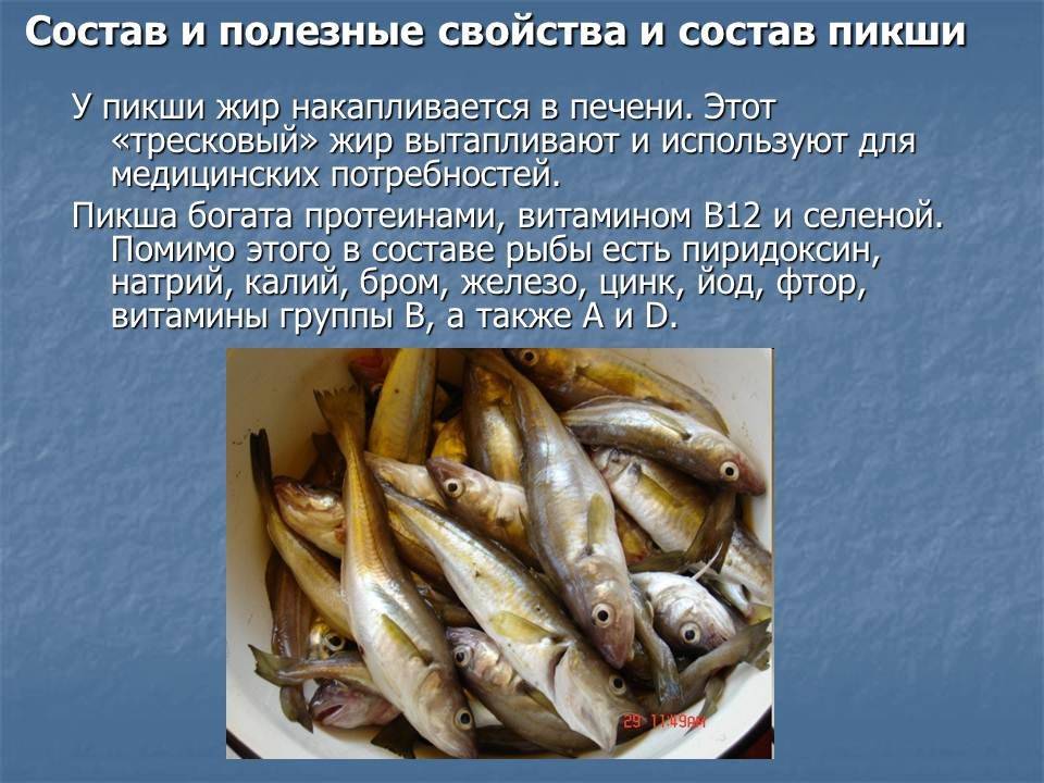 Пикша: калорийность рыбы, польза и вред для организма
