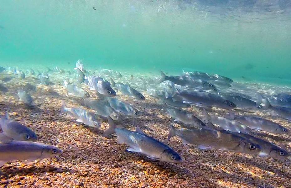 Озеро fish. Нерест омуля на Байкале. Нерест Байкальского омуля. Озеро Байкал рыба омуль. Байкальский омуль икрометание.