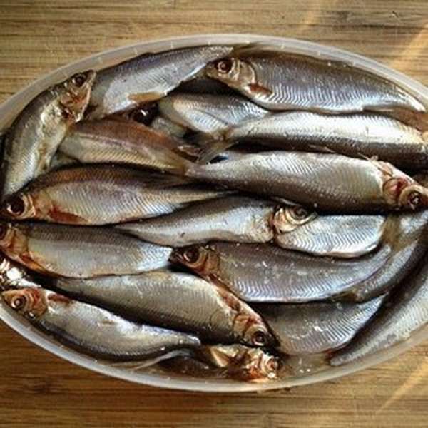 Рыба тугунок, тугун или сосьвинская сельдь: википедия, где обитает, как ловить ?