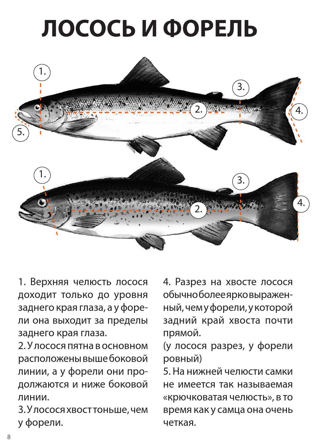 Лосось и семга — чем отличаются эти рыбы? | в чем разница