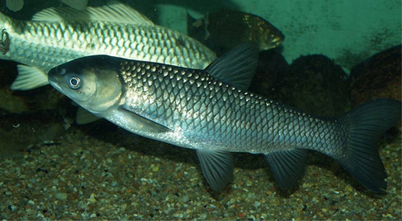 Белый амур: рыба белый амур фото и описание, нерест, способы ловли, образ жизни, приманки, калорийность, блюда из белого амура