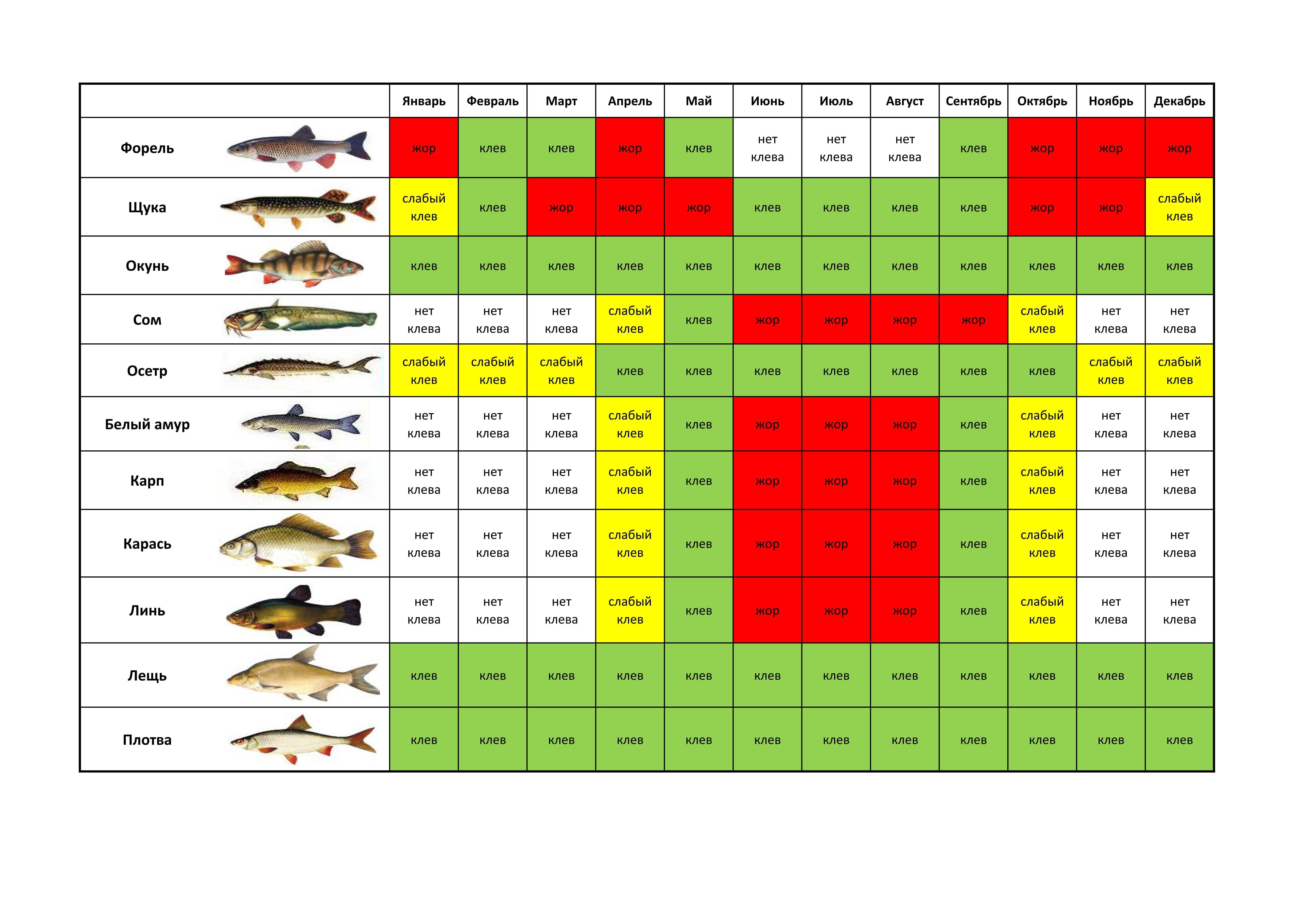 Календарь рыболова: весенние месяцы | животный мир