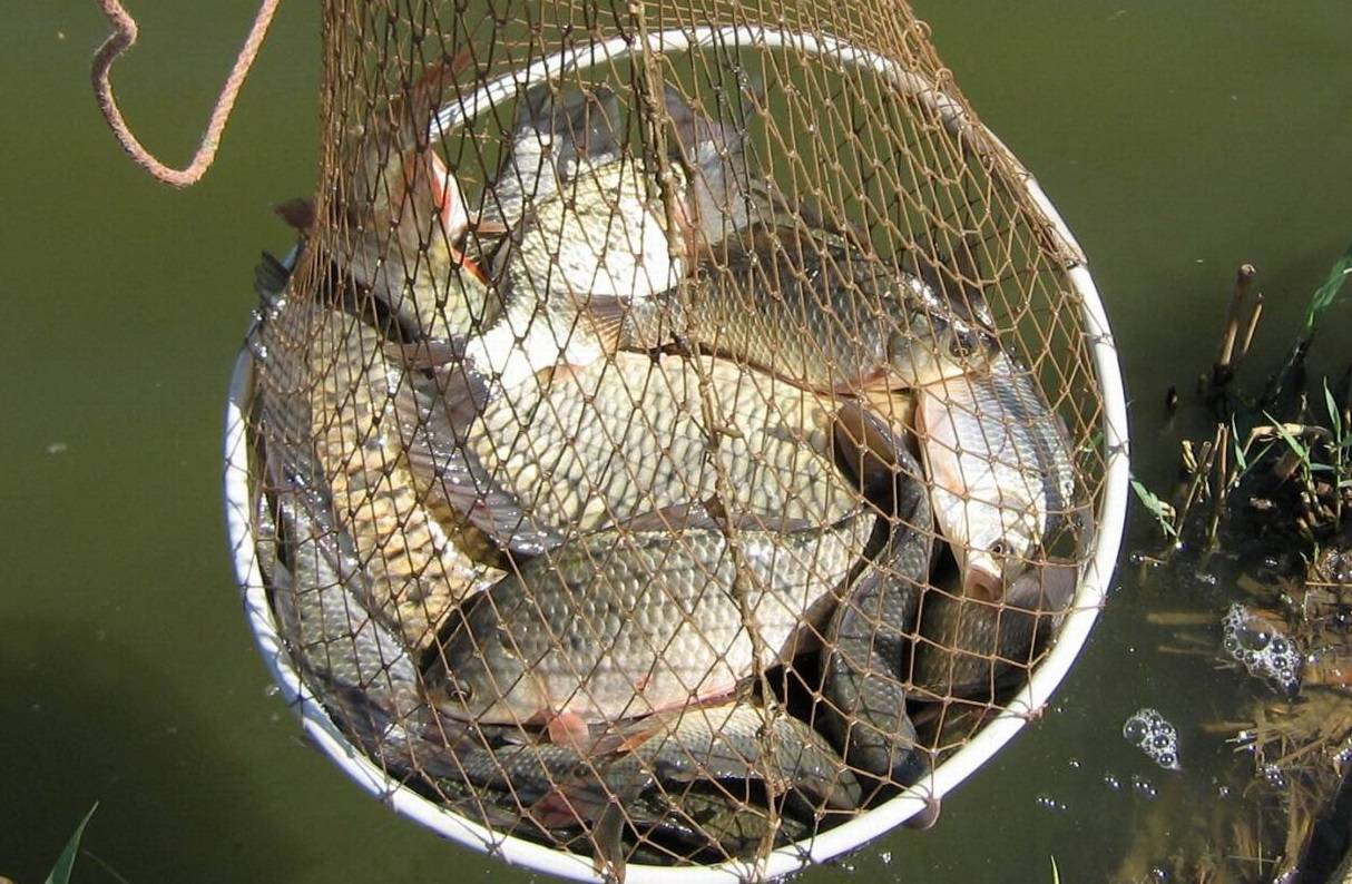 Рыбалка в орловской области - читайте на сatcher.fish