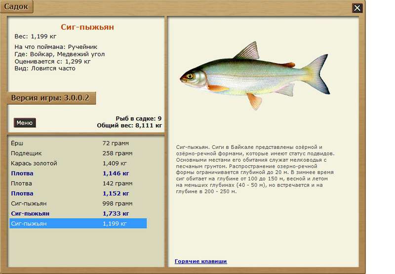 Рыба семейства сиговых - общая информация, список, особенности ловли сига