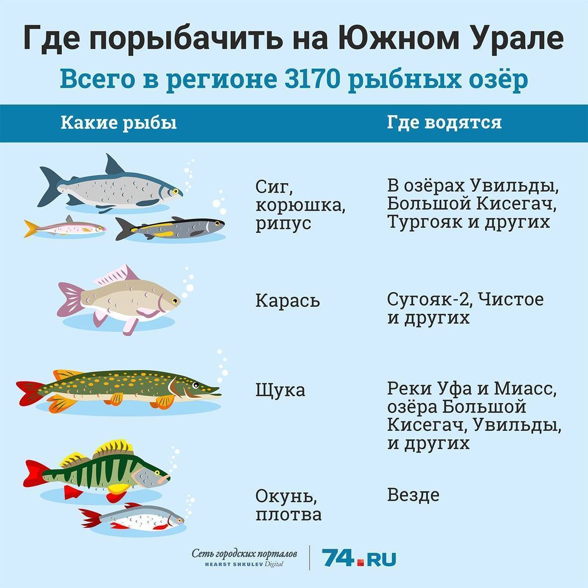 Рыбалка на волге в тверской области - особенности, лучшие места и отзывы :: syl.ru