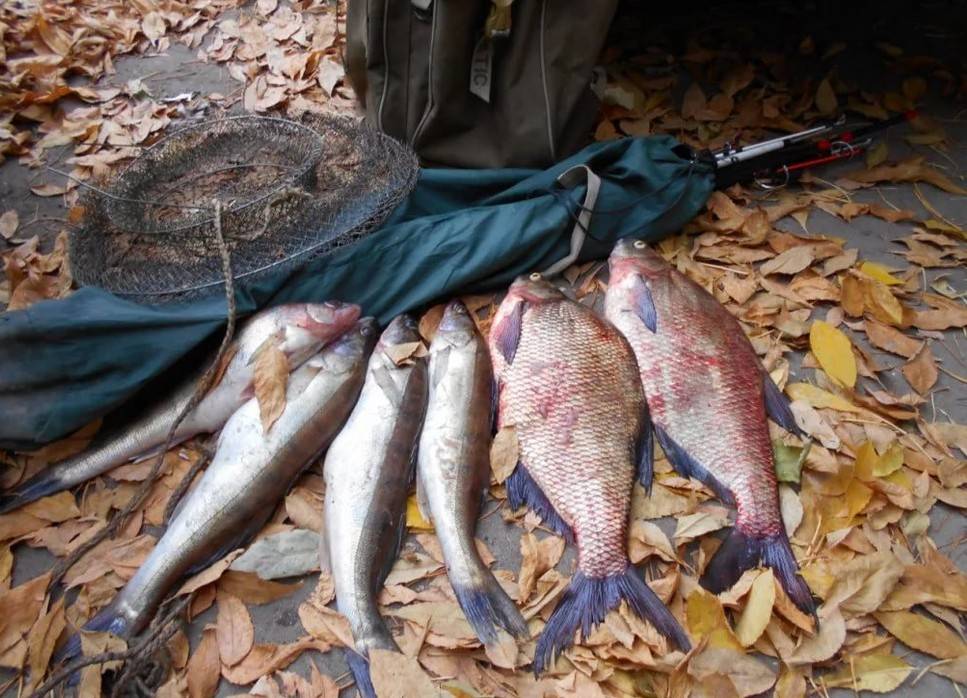 Платные пруды в саратове для рыбалки: какую рыбу можно ловить