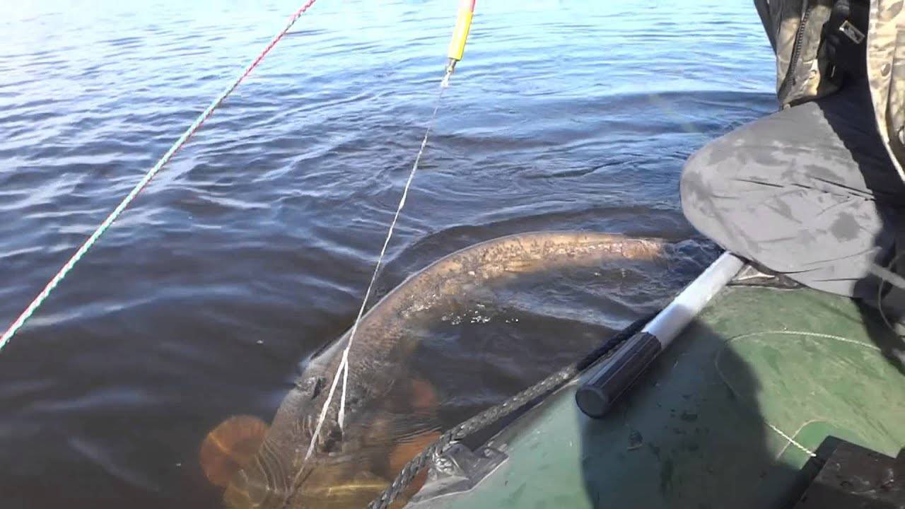 Сомы в чернобыле. фото и видео. рыбалка в реке припять