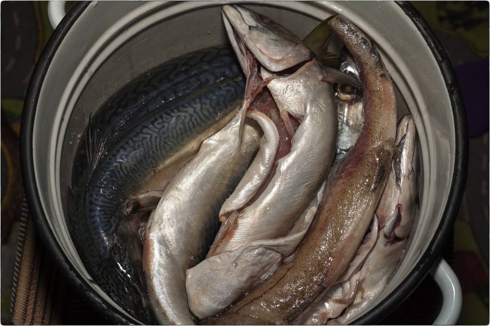 Мокрый и сухой посол мелкой и крупной рыбы, как приготовить тузлук, способы засолки рыбы в походных условиях. | выживание в дикой природе