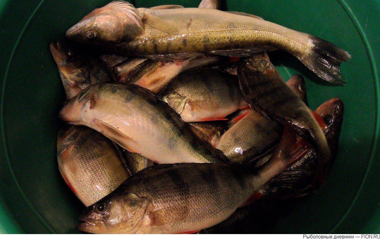 Рыбалка на рыбинском водохранилище: какая рыба водится, ловля на рыболовных базах и «дикарем»