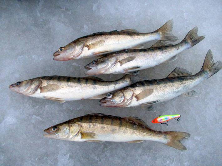 Firstfisher.ru – интернет-журнал о рыбалке и рыболовах. рыбалка на финском заливе