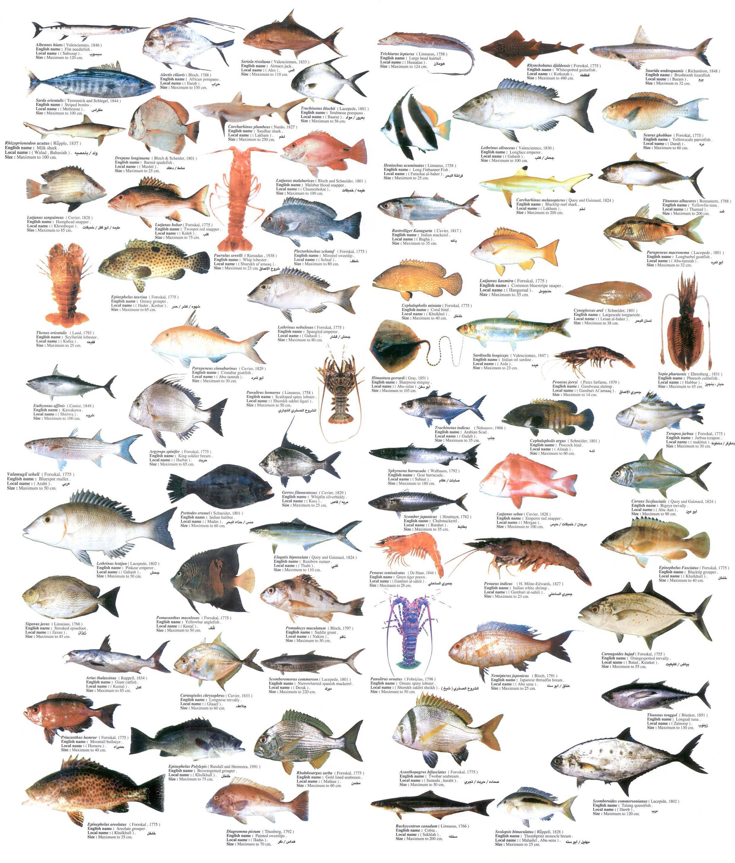 Нежирная рыба — список всех сортов для диетического питания