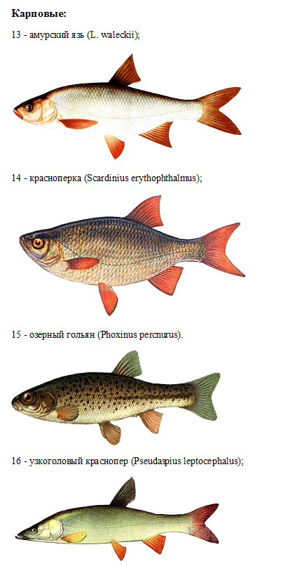 Болезни аквариумных рыбок: виды, признаки и лечение