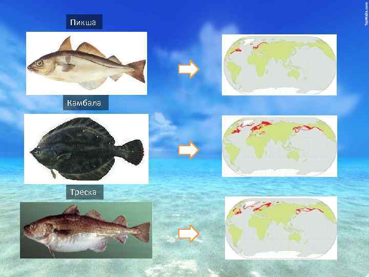 Пикша: польза и вред рыбы, калорийность, бжу | xn--90acxpqg.xn--p1ai