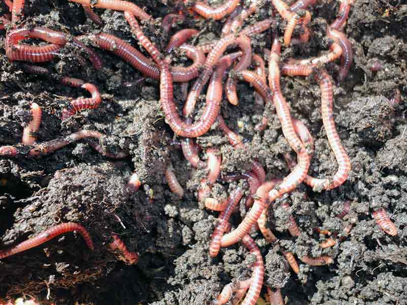 Как разводить червей