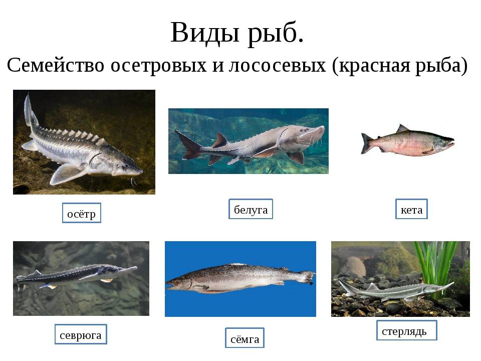 Рыба осетр: как выглядит, где обитает и сколько живет,основные виды семейства осетровых