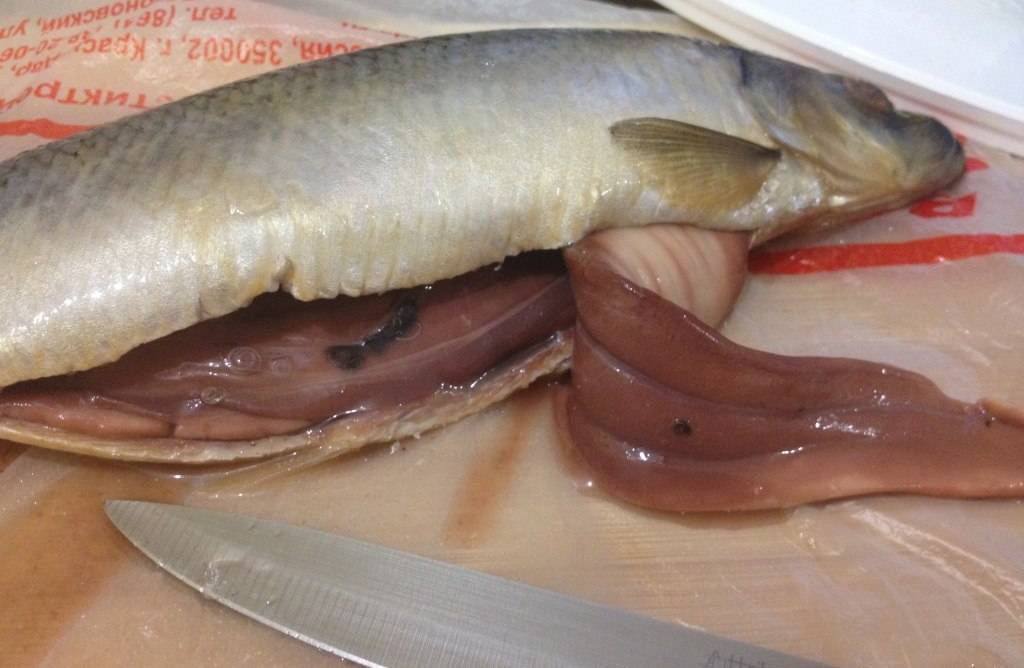 Что такое селитерная рыба? как ее определить? чем опасно употребление рыбы, зараженной солитером? :: syl.ru
