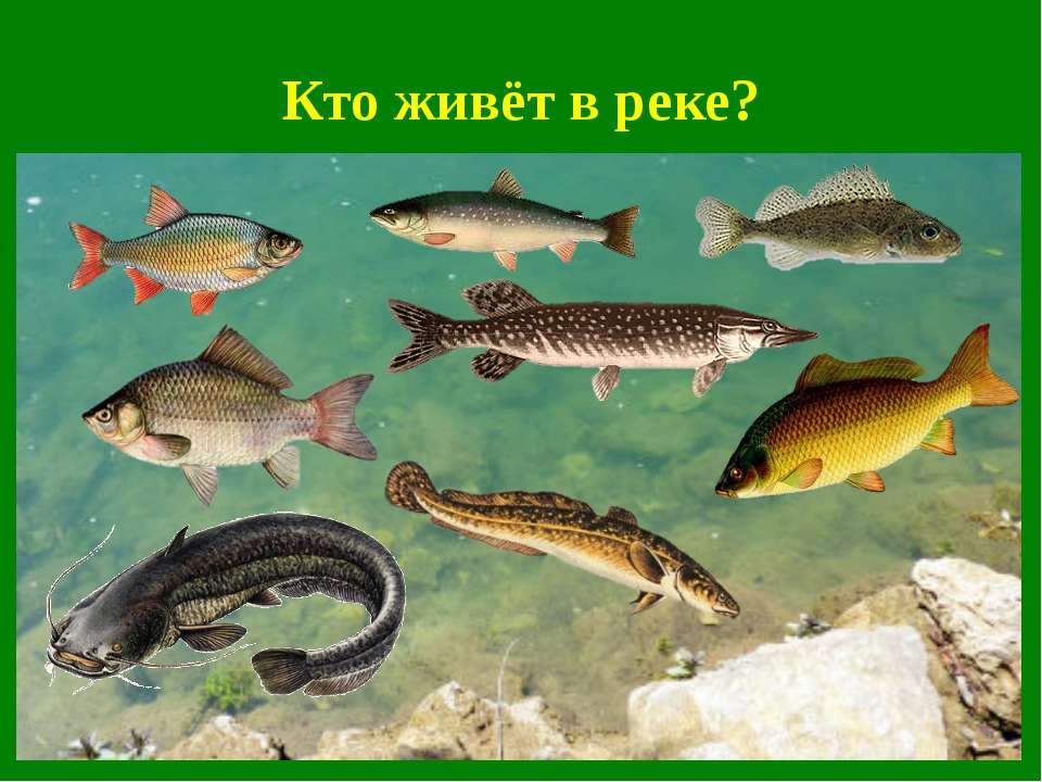 Донные рыбы в реках России