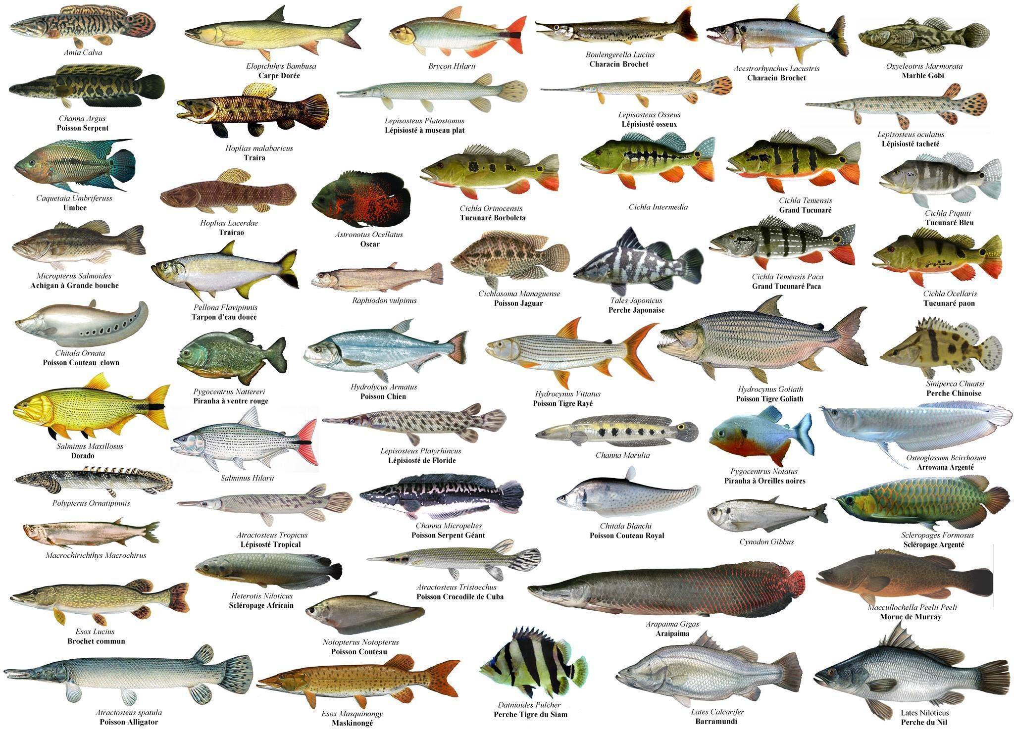 Рыба без костей и чешуи — список, названия