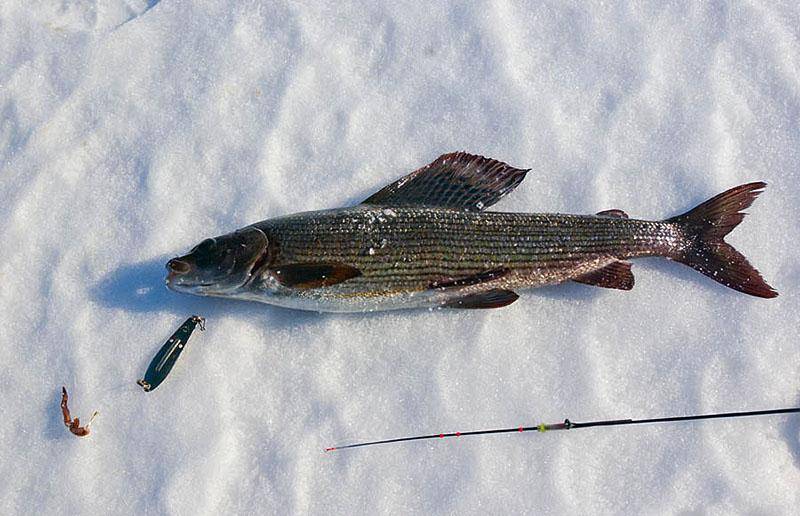 Зимняя рыбалка на байкале 2021