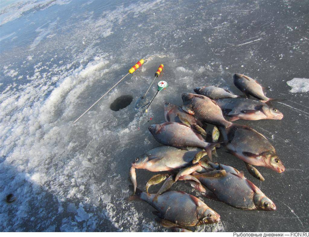 Рыбалка на ладожском озере – виды рыб, уловистые места, лучшие снасти - читайте на сatcher.fish