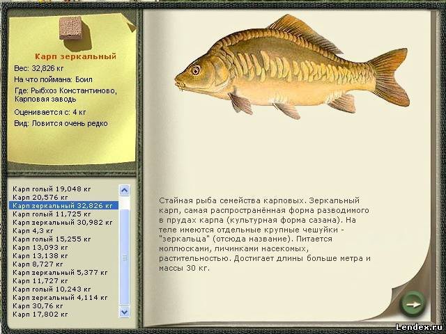 Рыба карп - описание, образ жизни, виды, рыбалка, рецепты, фото и видео