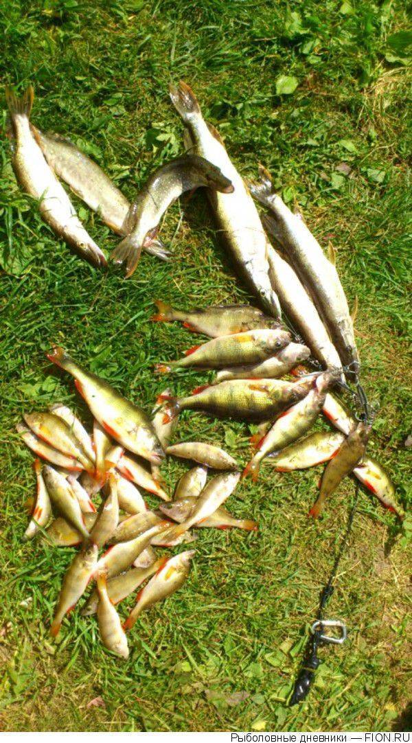 Рыбалка на реке клязьма