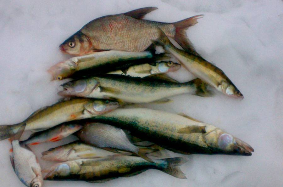 Рыбалка на яузском водохранилище: фото и отзывы :: syl.ru