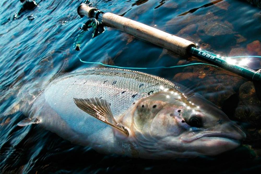 Семга: описание рыбы, места обитания, размер, калорийность, образ жизни и способы ловли
