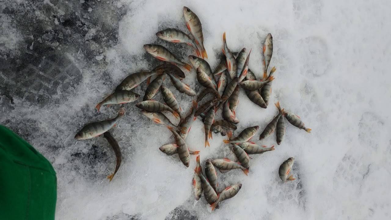 Рыбалка на оке: 50 лучших мест, сезоны, виды рыб, подробно