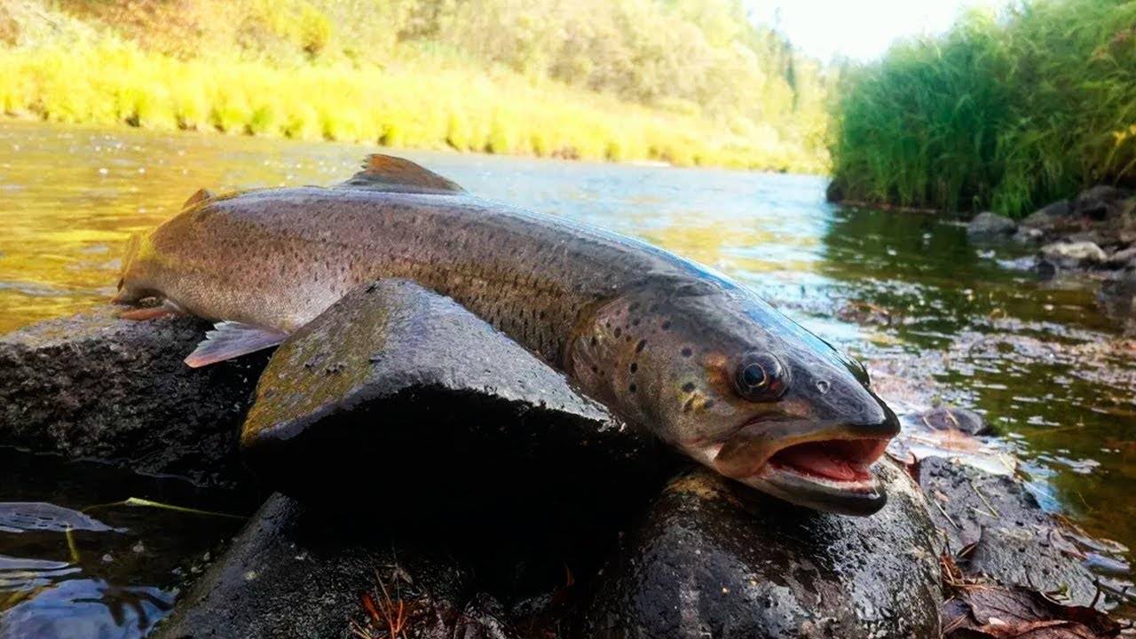 Рыбалка в чайковском — описание местных водоемов, какая рыба водится