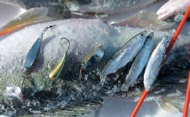 Ловля судака на тюльку - читайте на сatcher.fish