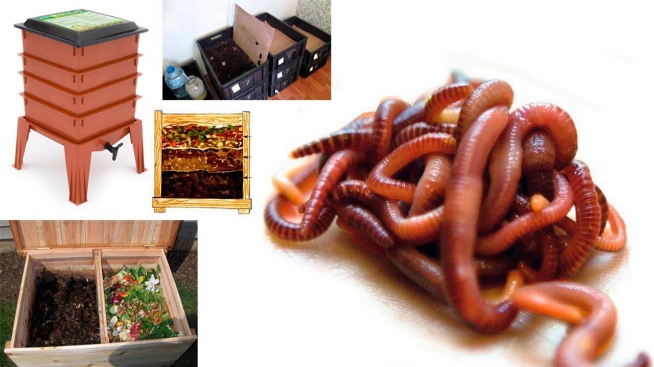 Эффективное разведение червей в домашних условиях