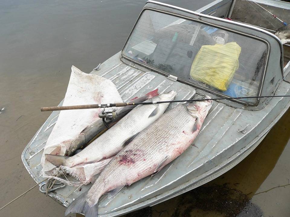 Белорыбица: фото, что это за рыба