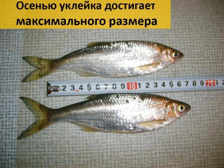 Уклейка: 115 фото и описание рыбы. видео мастер-класс по лову уклейки