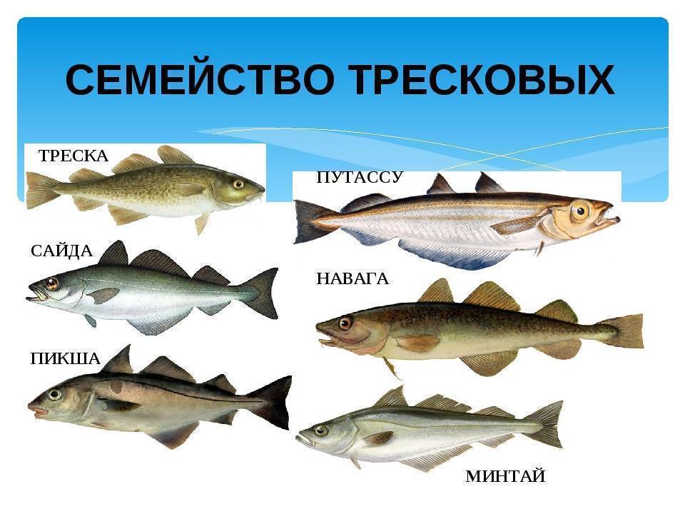 Рыба семейства тресковых, список тресковых пород рыб