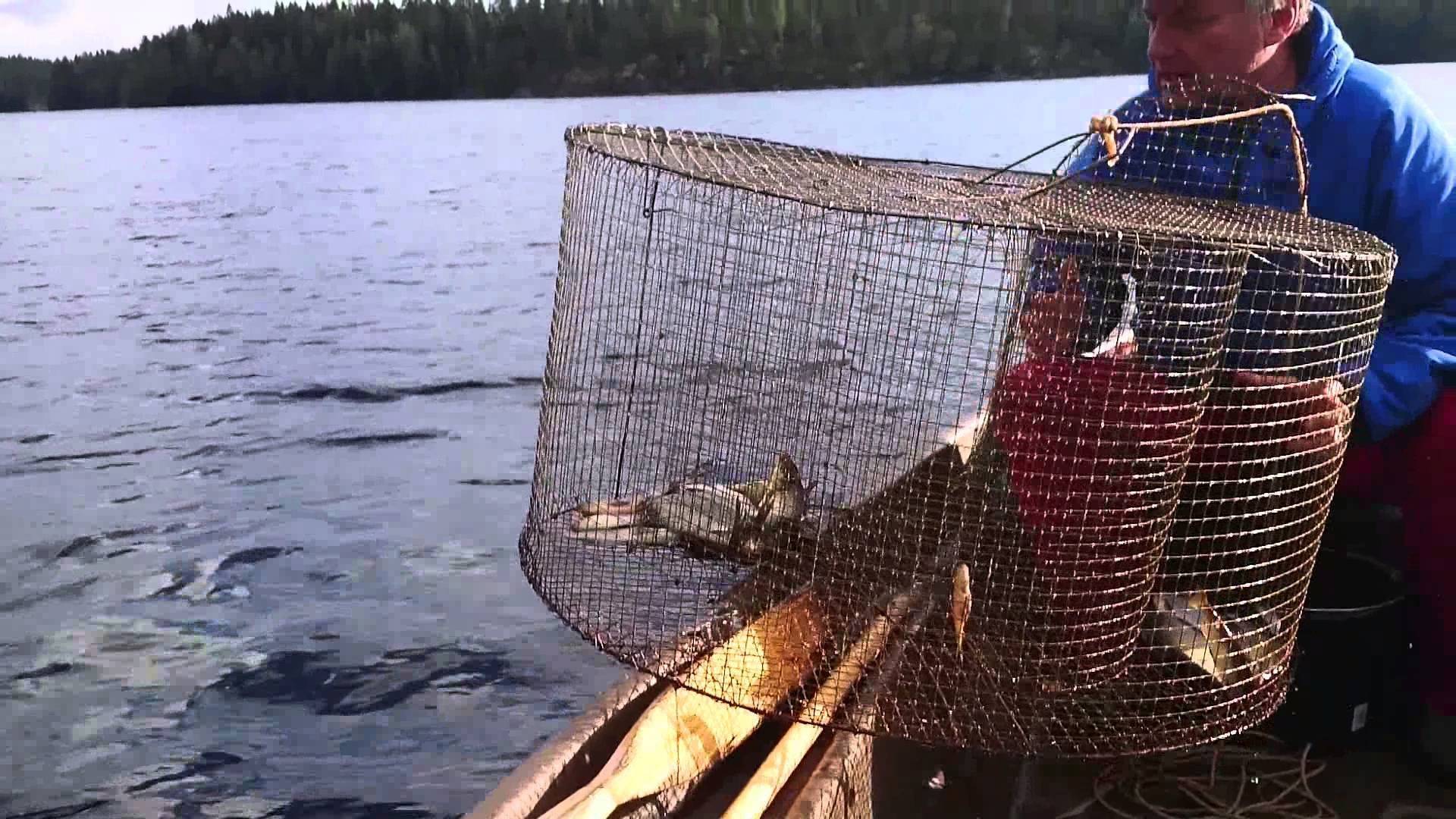 Морда для ловли рыбы своими руками - рыболов