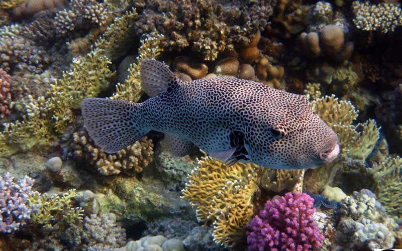 ✅ рыбы красного моря: описание с названиями и фото, ядовитые - fishyarm.ru