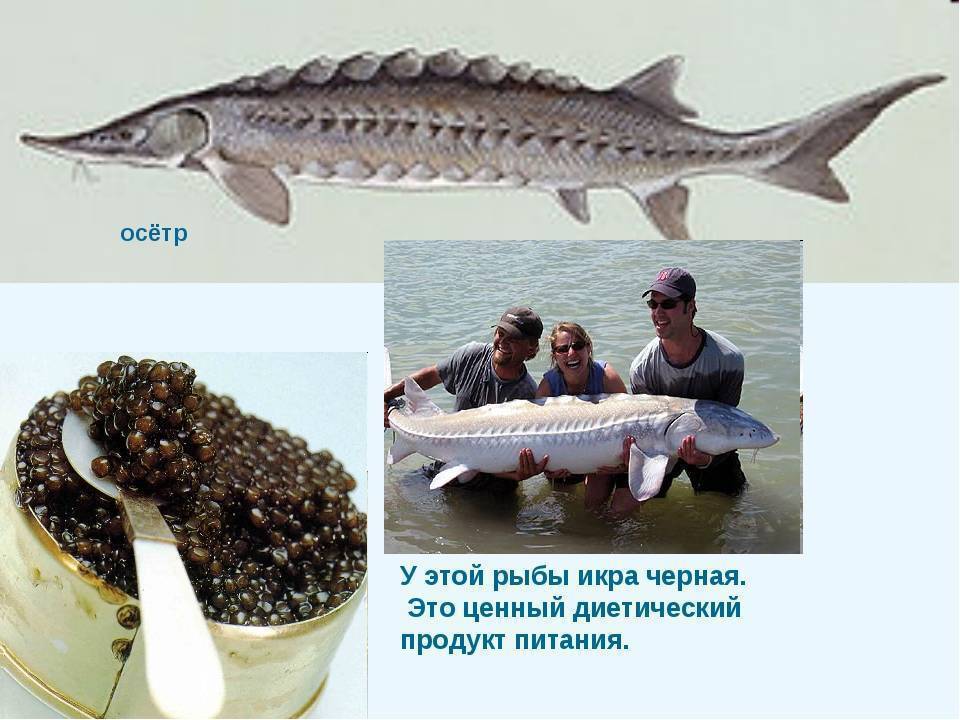 Толстолобик рыба. образ жизни и среда обитания толстолобика | животный мир