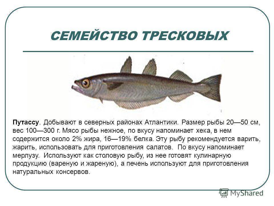 Рыба семейства тресковых, список тресковых пород рыб