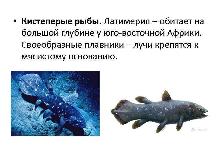 Латимерия: описание рыбы, где обитает, чем питается, интересные факты